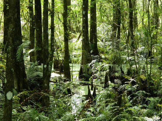 Six Mile Cypress Slough Preserve